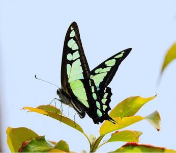 青凤蝶图片 _ 第(12)张