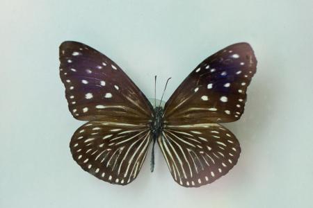 拟旖斑蝶图片拟旖斑蝶高清蝴蝶图片第0张