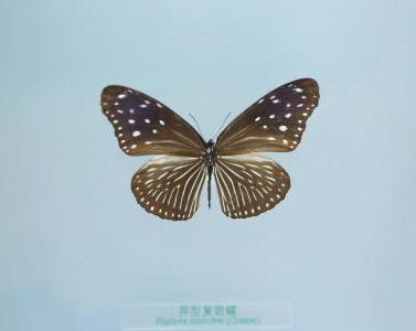 蝴蝶图片 _ 第(12)张