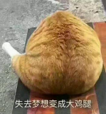 微博红人回忆专用小马甲萌宠端午妞妞海量最新图片合集（二）第4张