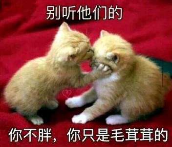 萌宠图片图片 _ 第(12)张