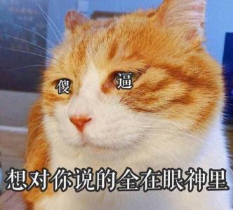 萌宠图片图片 _ 第(14)张
