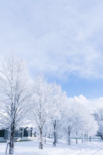 雪景图片 _ 第(7)张