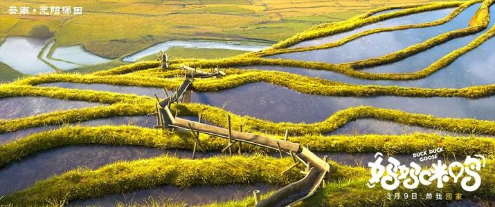 鸭子图片 _ 第(20)张