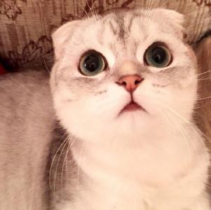 90后性感小猫咪写真第0张