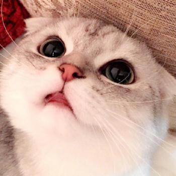 90后性感小猫咪写真第3张