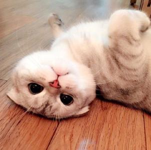 90后性感小猫咪写真第5张