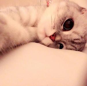 90后性感小猫咪写真第6张