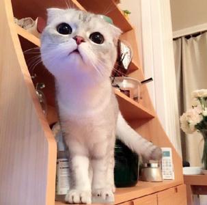 小猫图片 _ 第(8)张