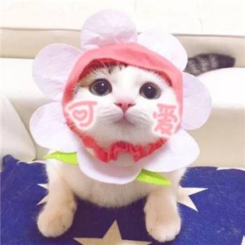 小猫图片 _ 第(1)张