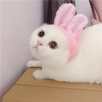 小猫图片 _ 第(5)张