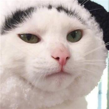 小猫图片 _ 第(8)张