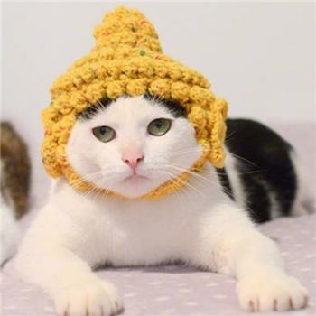 小猫图片 _ 第(10)张