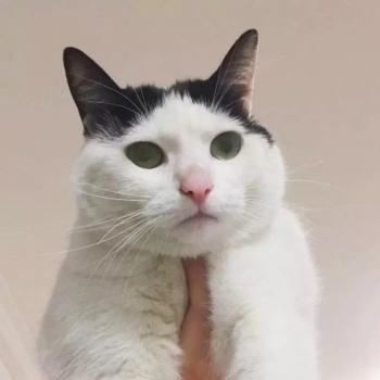 90后性感小猫咪写真第0张