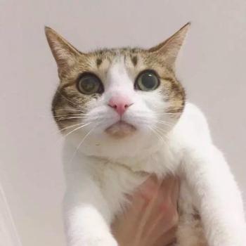 90后性感小猫咪写真第2张