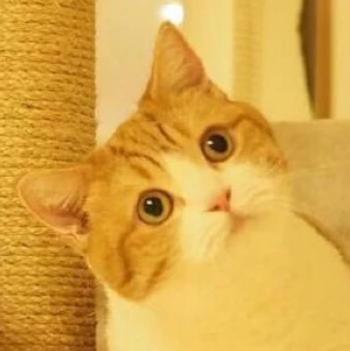 90后性感小猫咪写真第3张