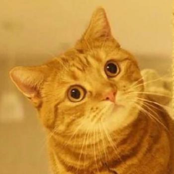90后性感小猫咪写真第6张