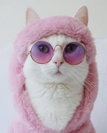 超可爱小猫图片高清手机壁纸第0张