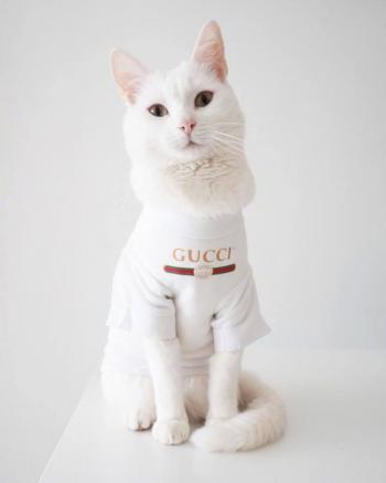 超可爱小猫图片高清手机壁纸第4张