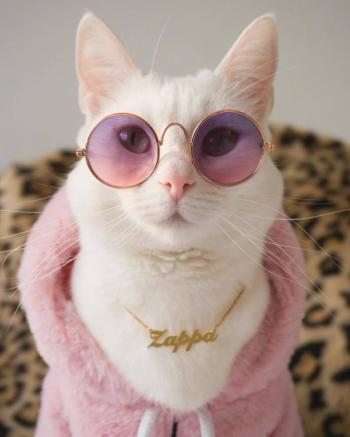 超可爱小猫图片高清手机壁纸第6张