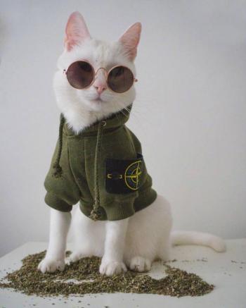 小猫图片 _ 第(8)张