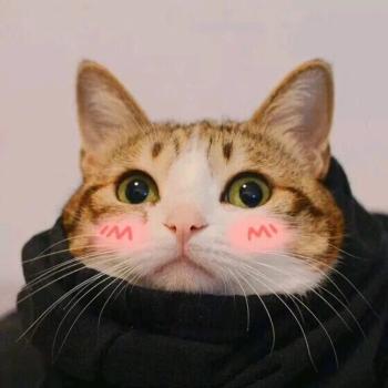 小猫图片 _ 第(4)张