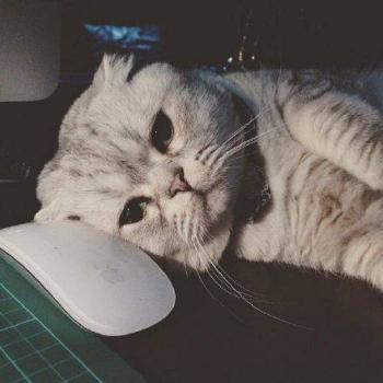 小猫图片 _ 第(5)张