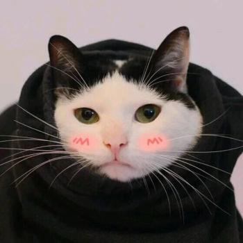 小猫图片 _ 第(6)张