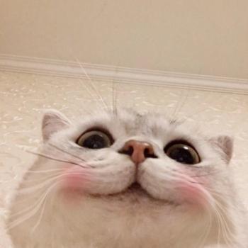 小猫图片 _ 第(7)张