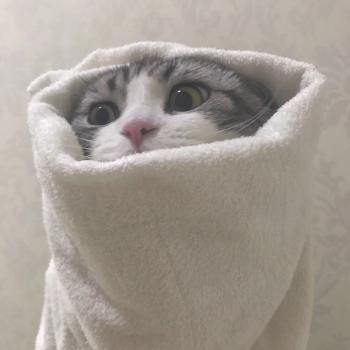 小猫图片 _ 第(9)张