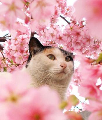 超可爱小猫图片高清手机壁纸第2张