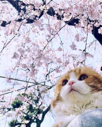 超可爱小猫图片高清手机壁纸第3张