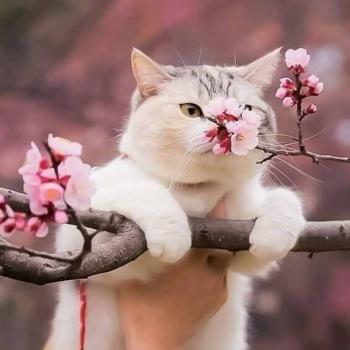 超可爱小猫图片高清手机壁纸第4张