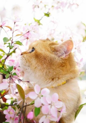 超可爱小猫图片高清手机壁纸第5张