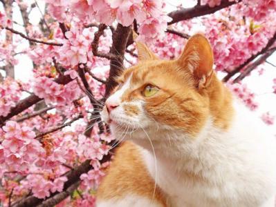 超可爱小猫图片高清手机壁纸第6张