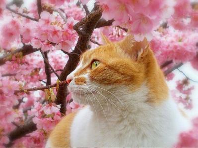 小猫图片 _ 第(8)张