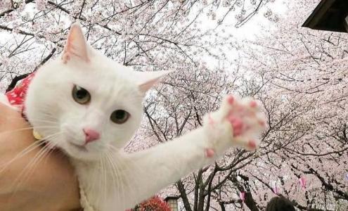 小猫图片 _ 第(11)张