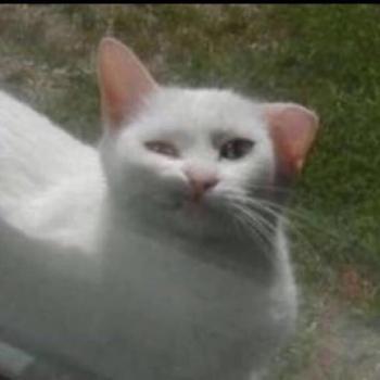 折耳猫图片：可爱萌宠折耳猫图片第4张