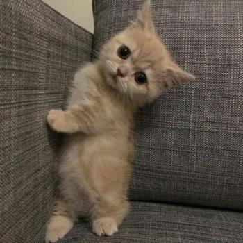 超可爱小猫图片高清手机壁纸第0张