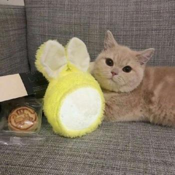超可爱小猫图片高清手机壁纸第2张