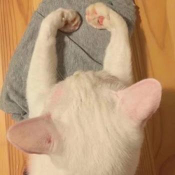 超可爱小猫图片高清手机壁纸第4张