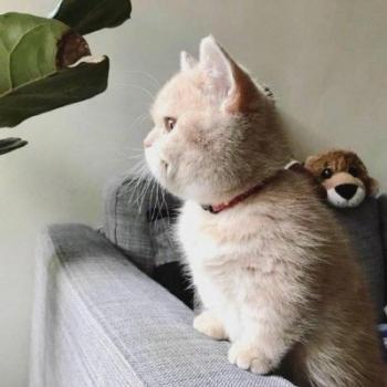 超可爱小猫图片高清手机壁纸第6张
