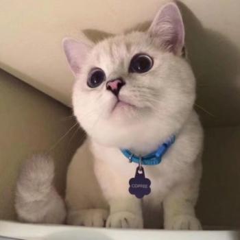小猫图片 _ 第(9)张