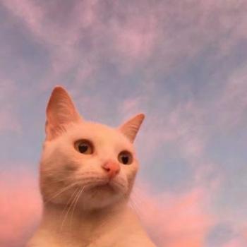 小猫图片 _ 第(10)张