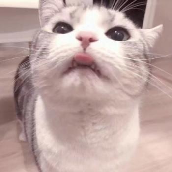 小猫图片 _ 第(13)张