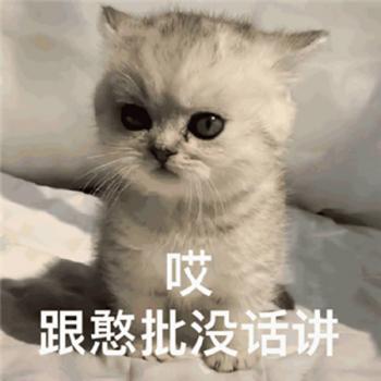 抖音杰尼龟憨批可爱表情包图片第0张