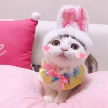 90后性感小猫咪写真第2张