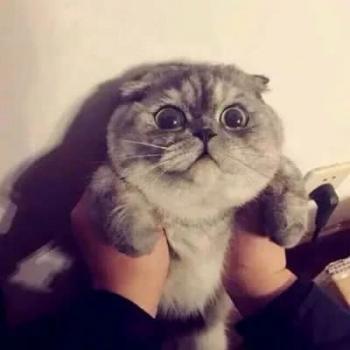 小猫图片 _ 第(9)张