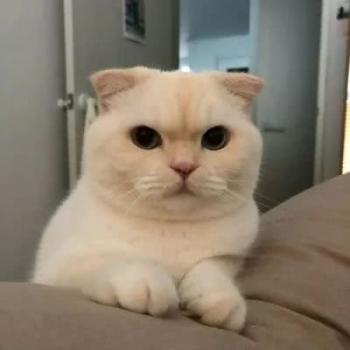 小猫图片 _ 第(12)张