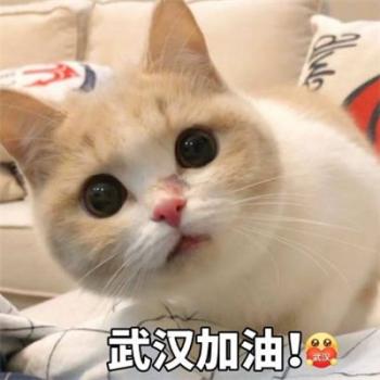 萌宠狗狗抱着心爱的玩具入睡摄影图片第2张